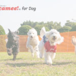 Scamee! for dog サムネイル画像デフォルト