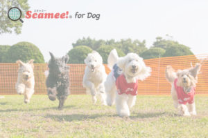 Scamee! for dog サムネイル画像デフォルト
